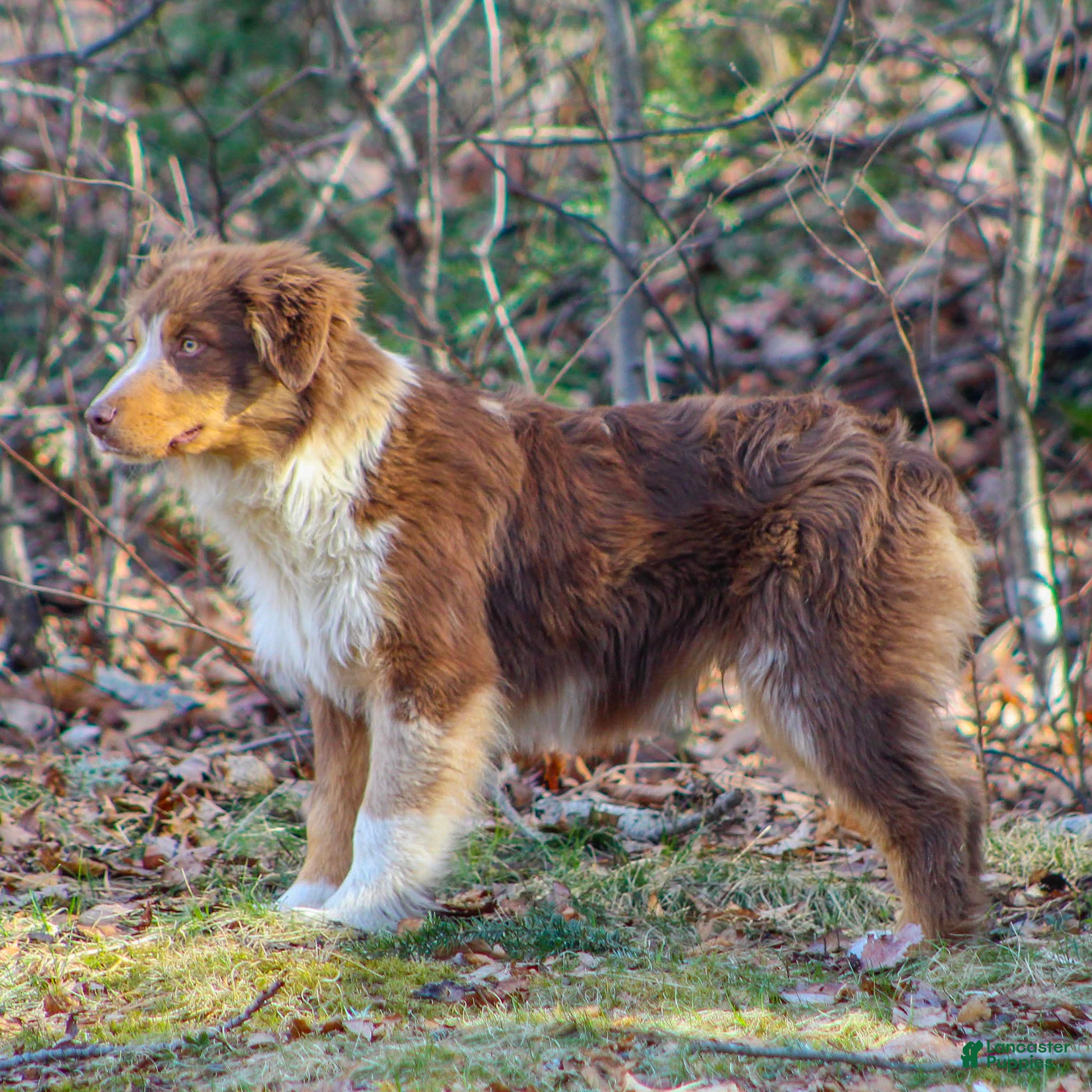 Mixed Breed dogs Micah - Ad 2