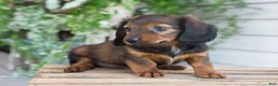 Dachshund dogs for sale: Holly  - Ad 3