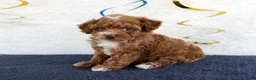 Toy Poodle dogs for sale: Piper - Ad 2