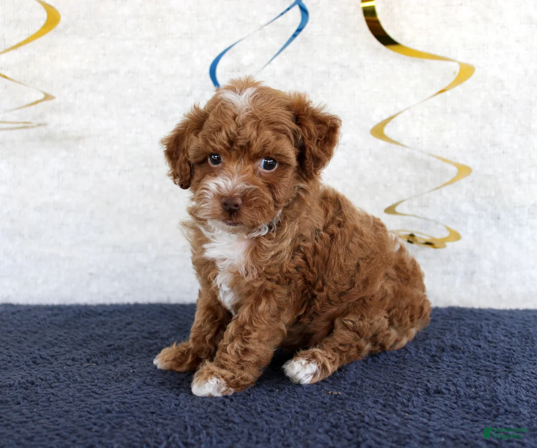 Toy Poodle dogs for sale: Piper - Ad 2