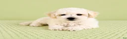 Bichon Frise dogs for sale: Bo - Ad 5