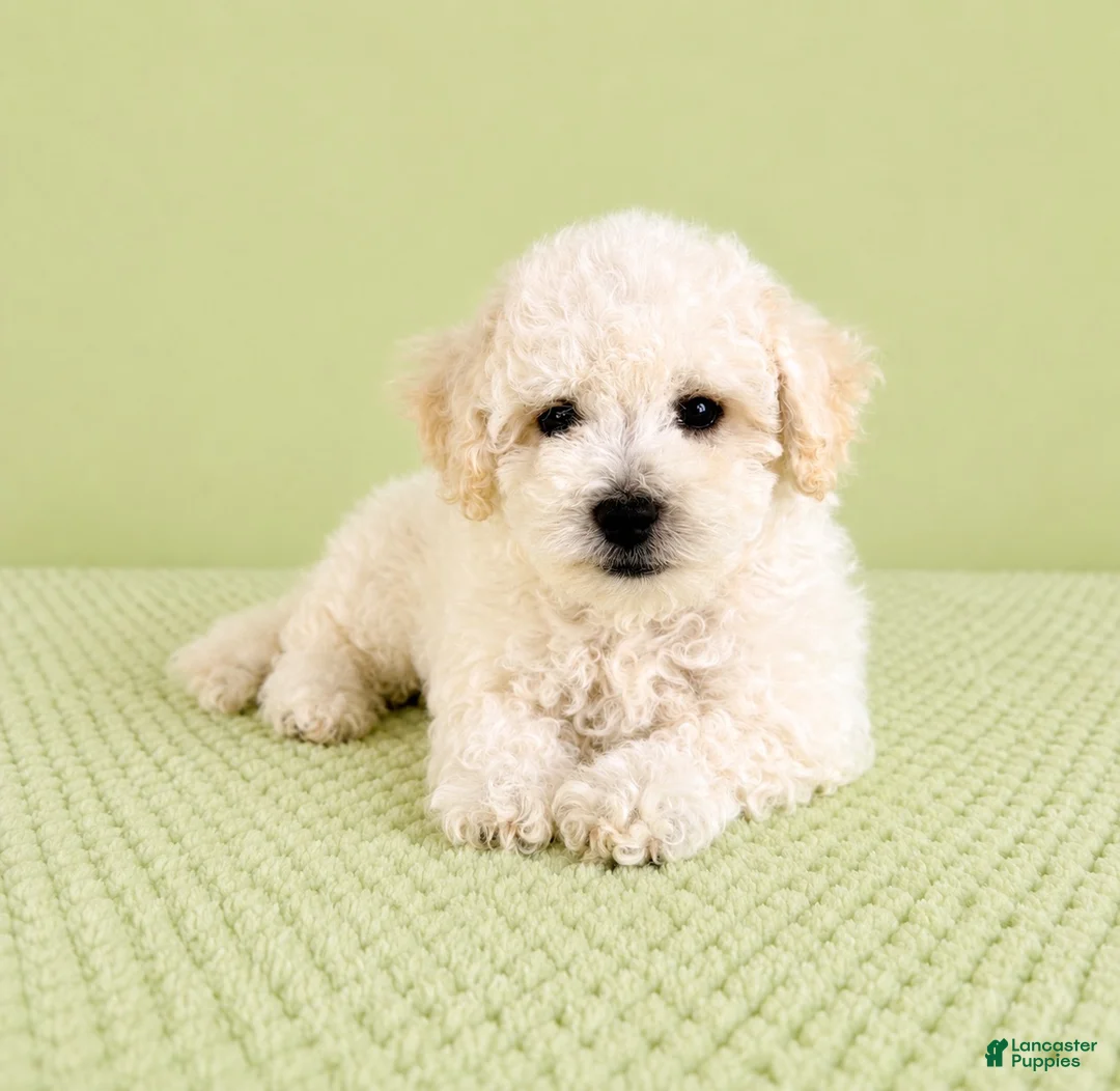 Bichon Frise dogs for sale: Bo - Ad 5
