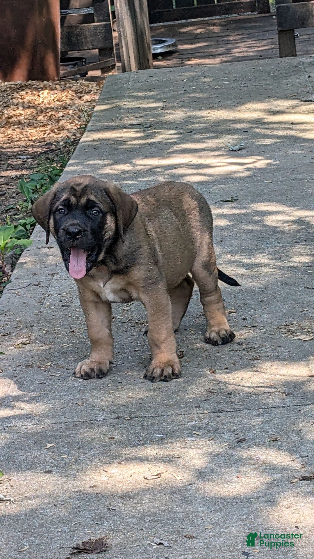 Bullmastiff Puppies For Georgia Mastiff Rescue Top Southern States