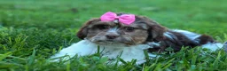 Teddy Bear dogs for sale:  Olive 🎀 - Ad 10