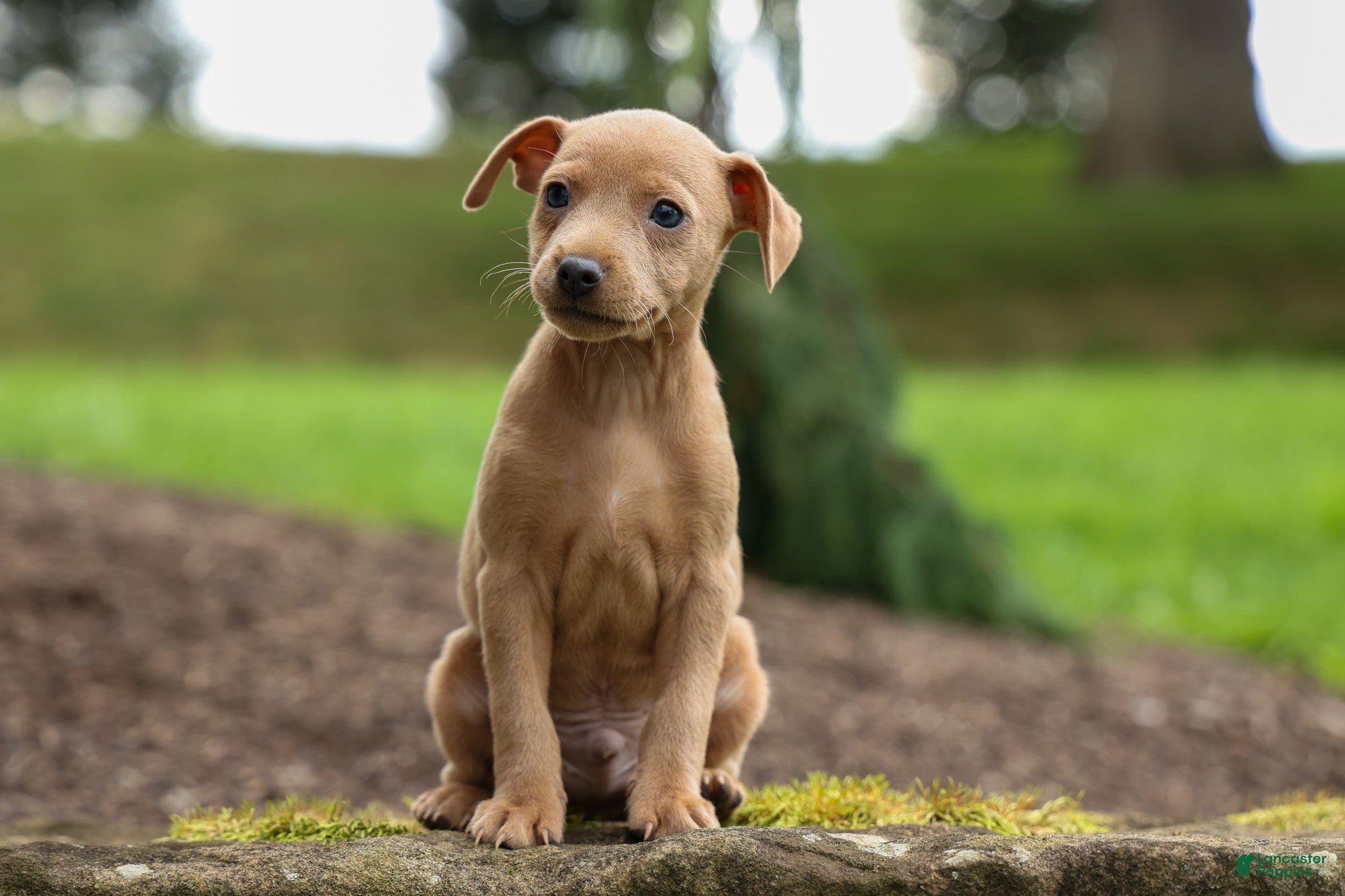 Archie (Miniature Pinscher, Male) in Baltic, OH