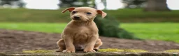 Miniature Pinscher dogs for sale: ARCHIE - Ad 7