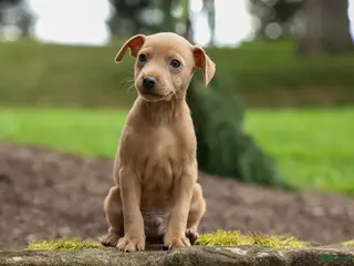 Miniature Pinscher dogs ARCHIE - Ad 1