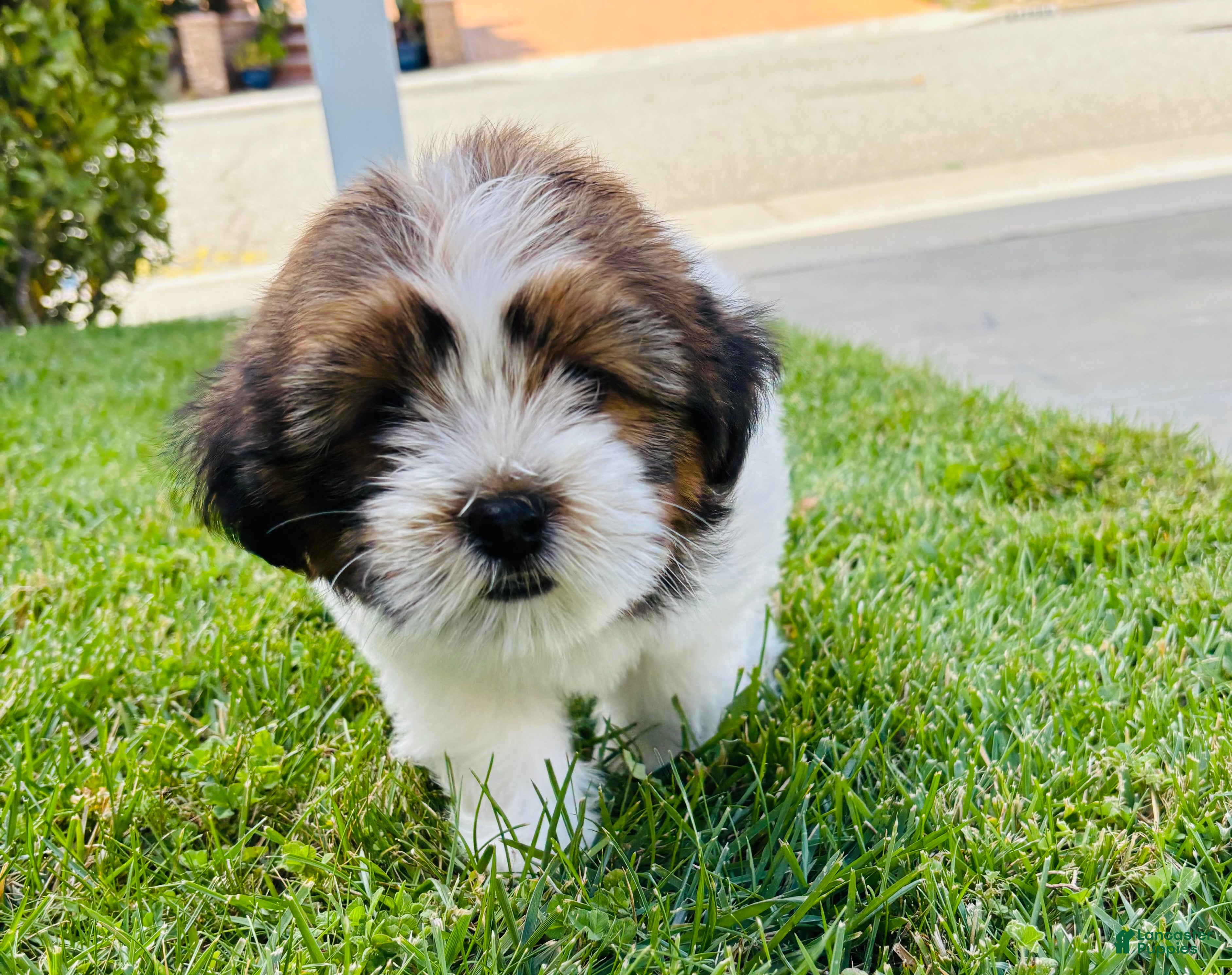 Mixed Breed dogs for sale: 🐶Teddy Bear Pink 🩷 - Ad 1
