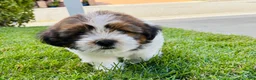 Mixed Breed dogs for sale: 🐶Teddy Bear Pink 🩷 - Ad 1