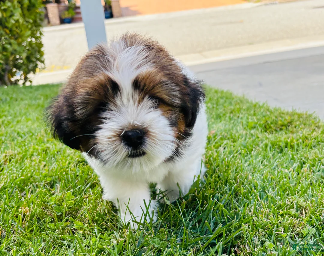 Mixed Breed dogs for sale: 🐶Teddy Bear Pink 🩷 - Ad 1