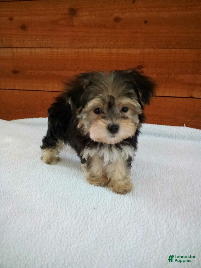 Morkie dogs Lily - Ad 1