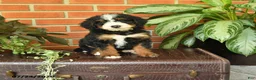 Bernedoodle dogs for sale: Jewel - Ad 1