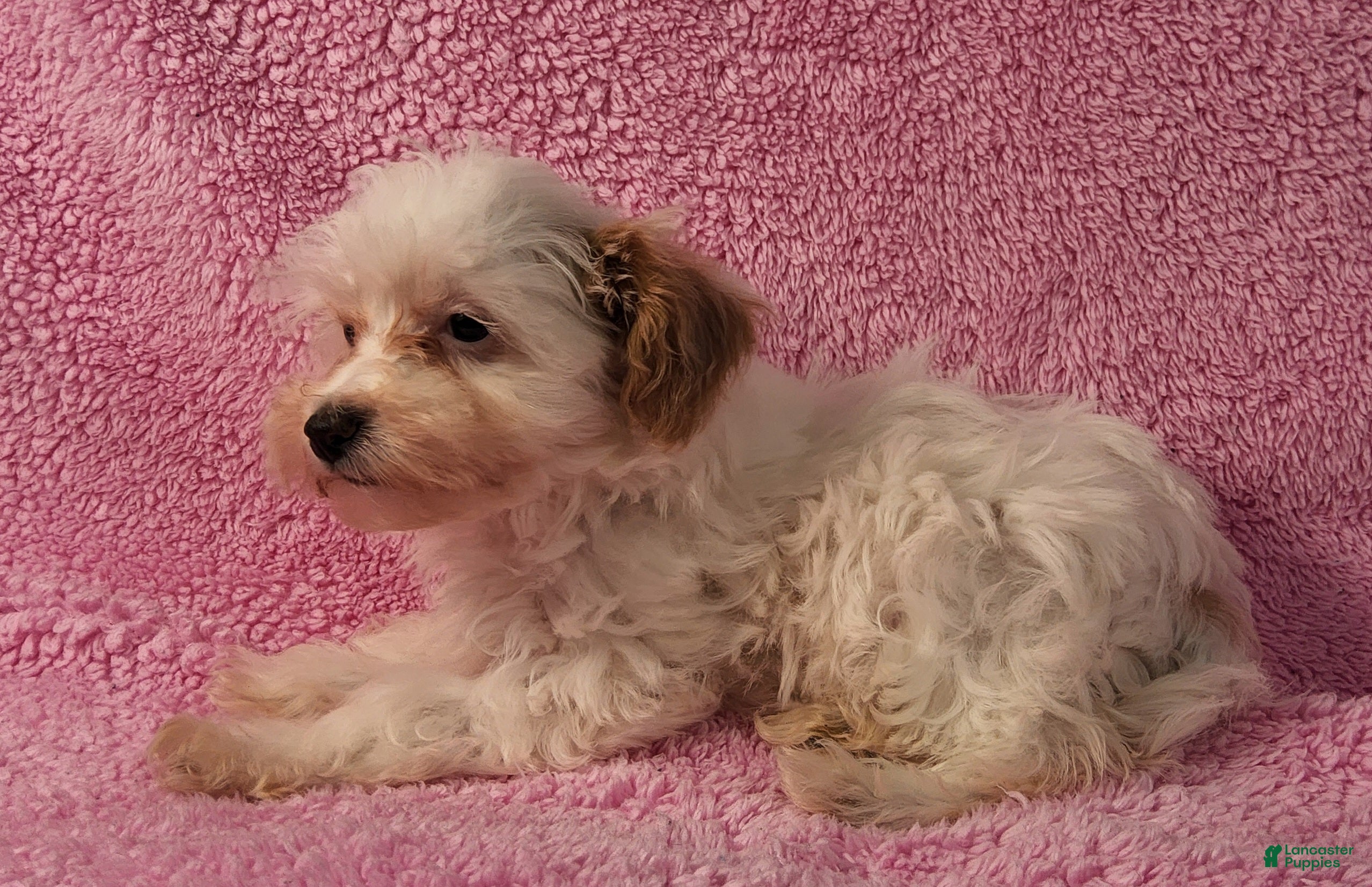Yorkiepoo dogs Summer Frosty - Ad 2