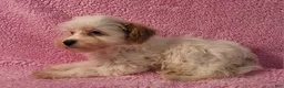 Yorkiepoo dogs for sale: Summer Frosty - Ad 2