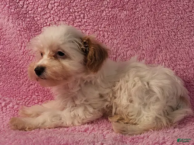 Yorkiepoo dogs for sale: Summer Frosty - Ad 2