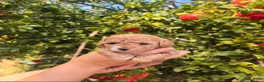 Toy Poodle 2