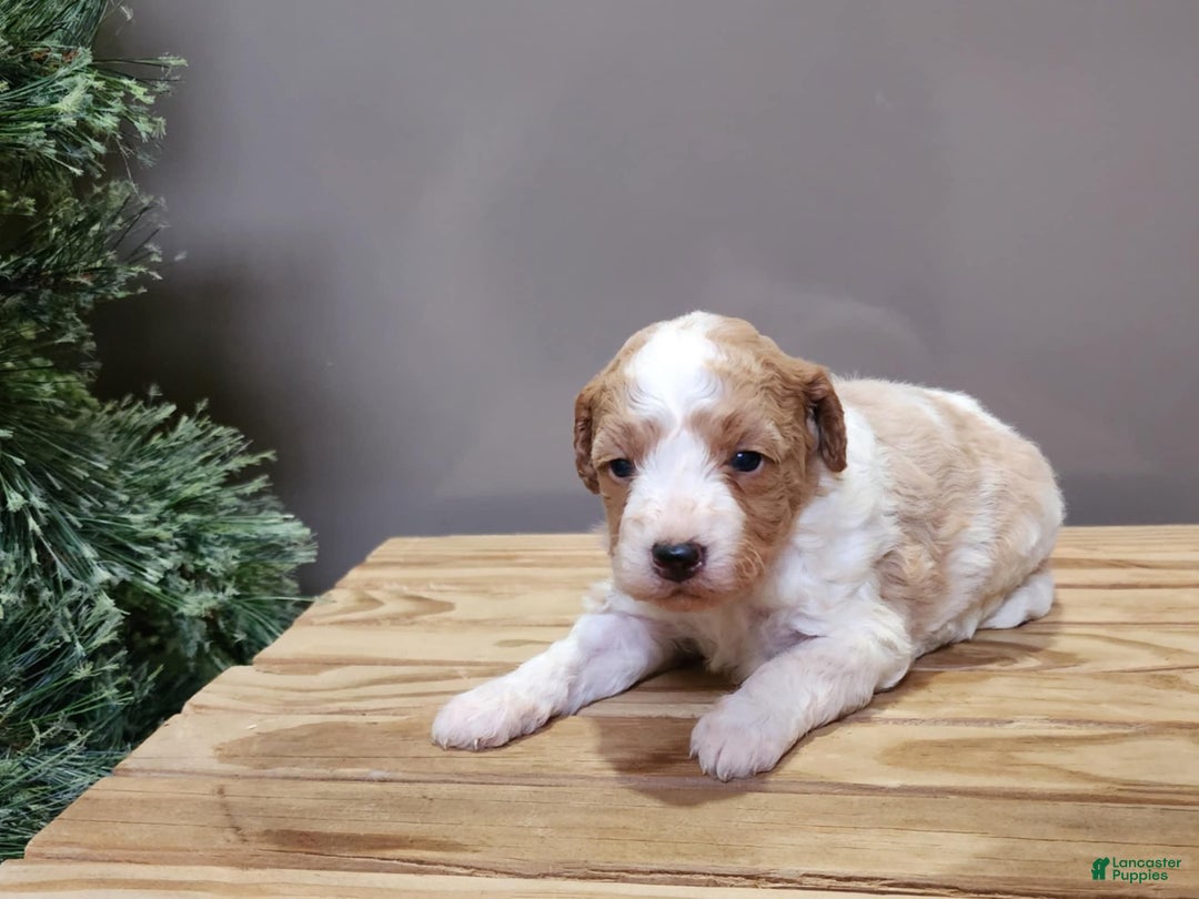 Mini Goldendoodle dogs for sale: Oma - Ad 8