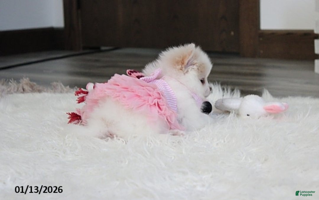 Pomeranian dogs for sale: Allie - Ad 12