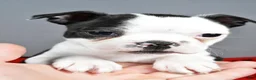 Boston Terrier dogs for sale: Asher - Ad 9