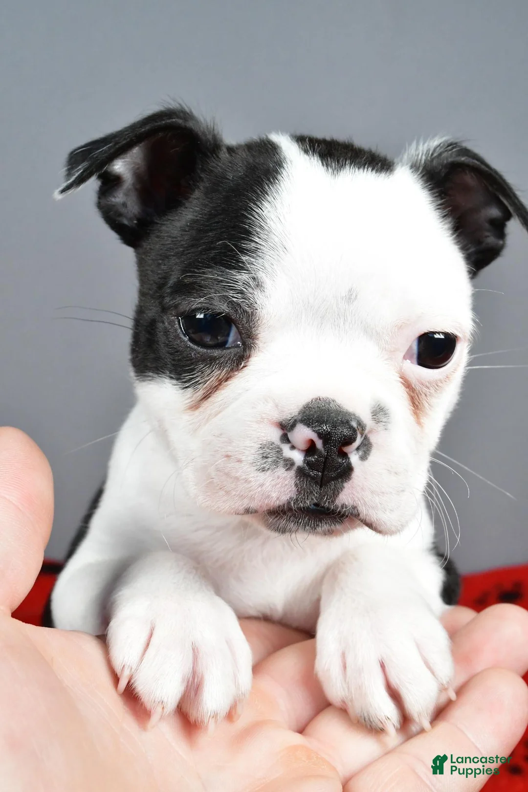 Boston Terrier dogs for sale: Asher - Ad 9