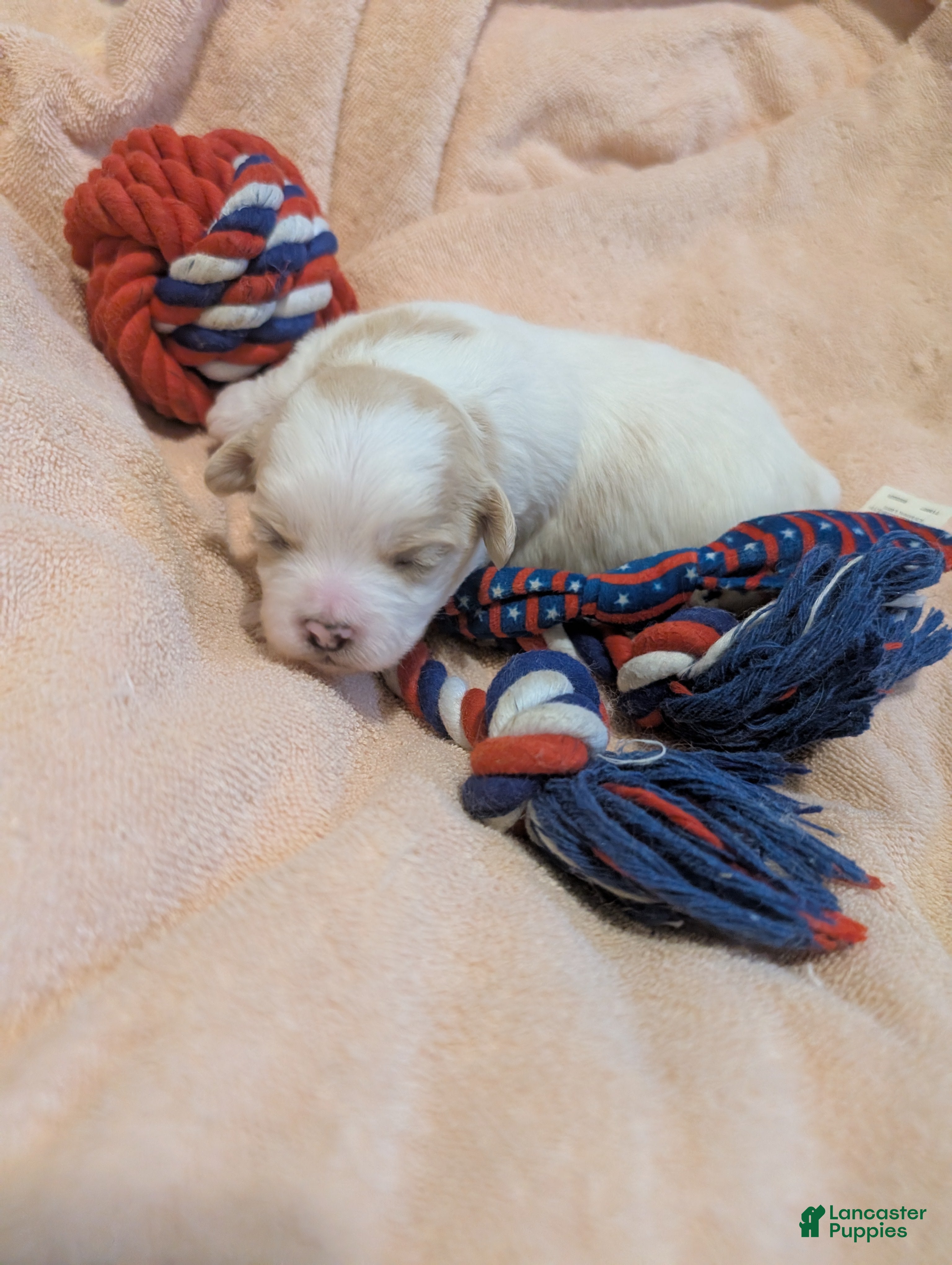 Teddy Bear dogs Teddy Bear Puppy 1 - Ad 7