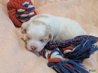 Teddy Bear dogs Teddy Bear Puppy 1 - Ad 41