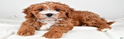 Cavapoo dogs for sale: Hazel - Ad 3
