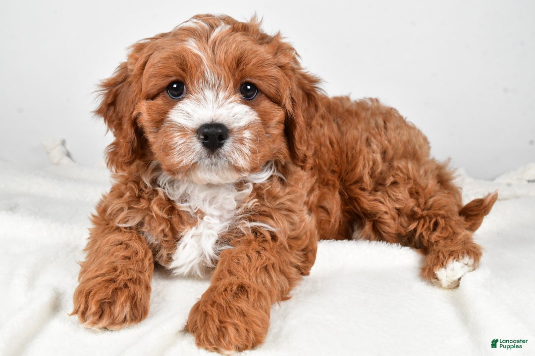 Cavapoo dogs for sale: Hazel - Ad 3