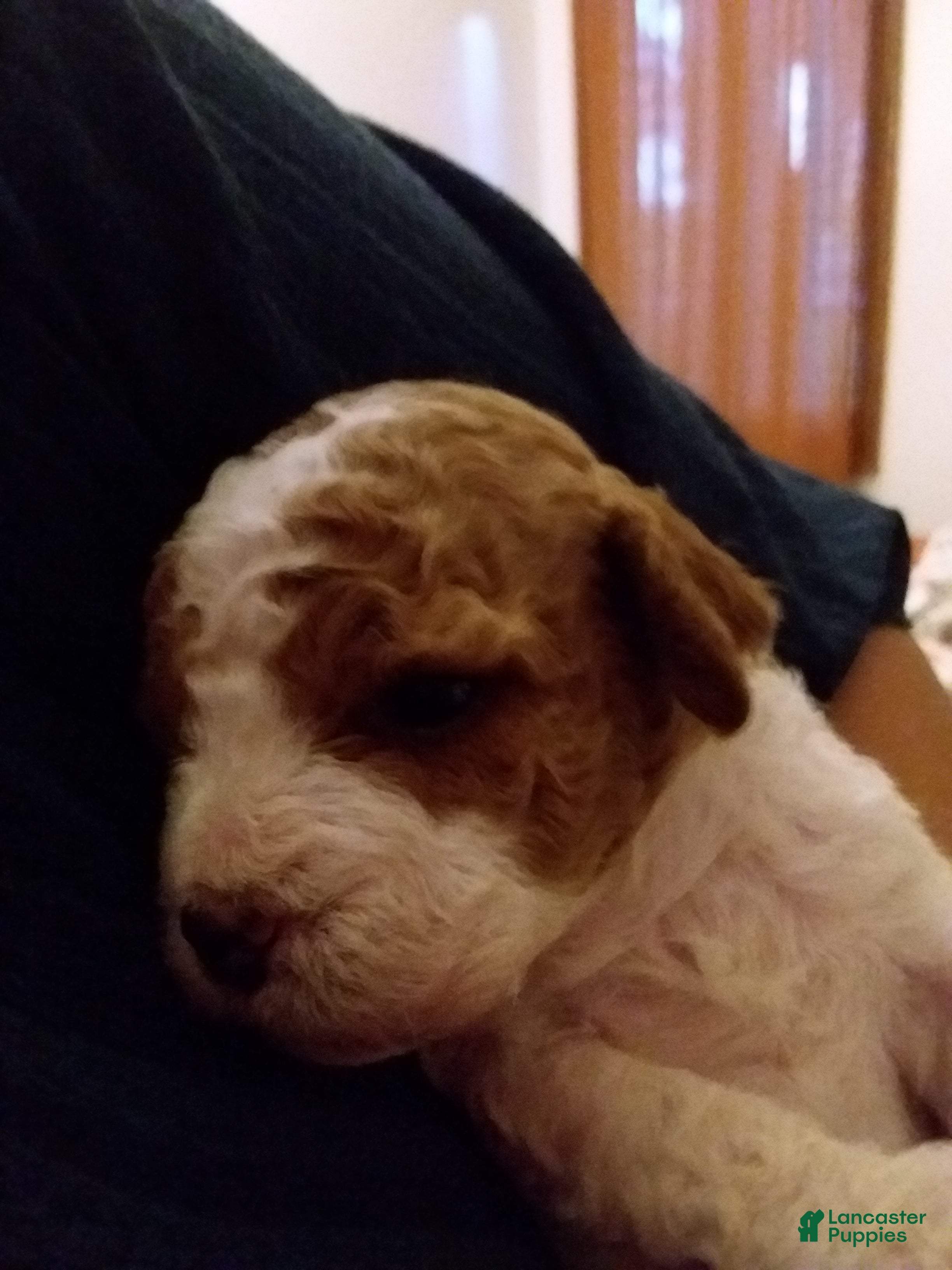 Cavapoo dogs Cavapoo 1 - Ad 2