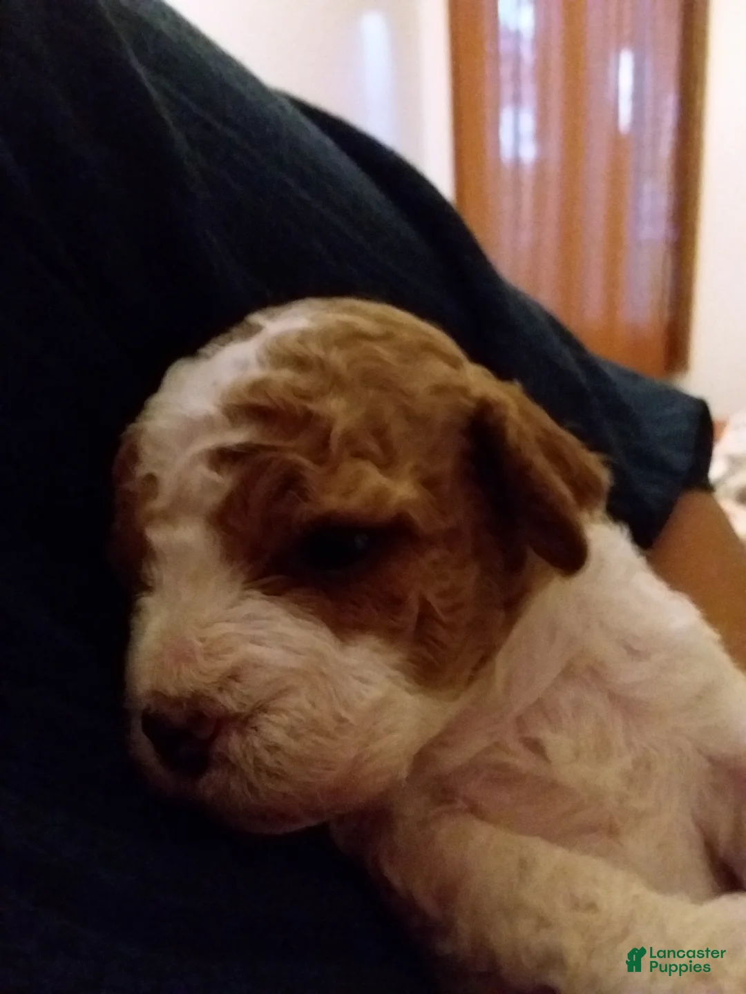 Cavapoo dogs for sale: Cavapoo 1 - Ad 2