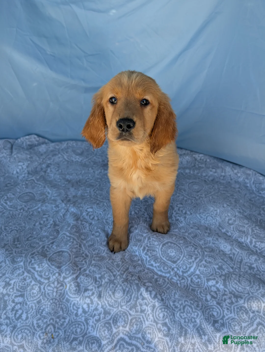 Golden Retriever dogs for sale: Goldilocks - Ad 1