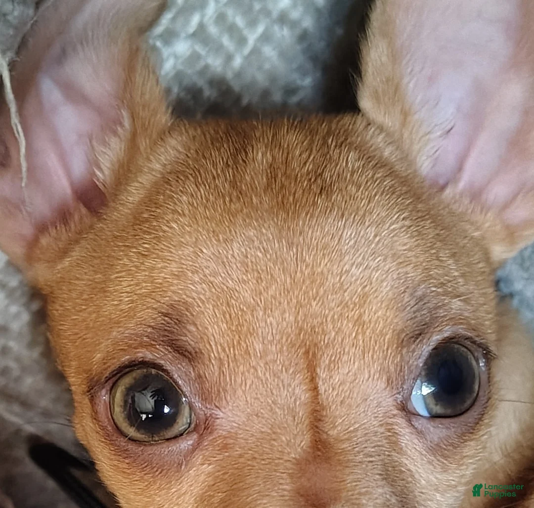 Chihuahua dogs for sale: Chihuahua Puppy 1 - Ad 5