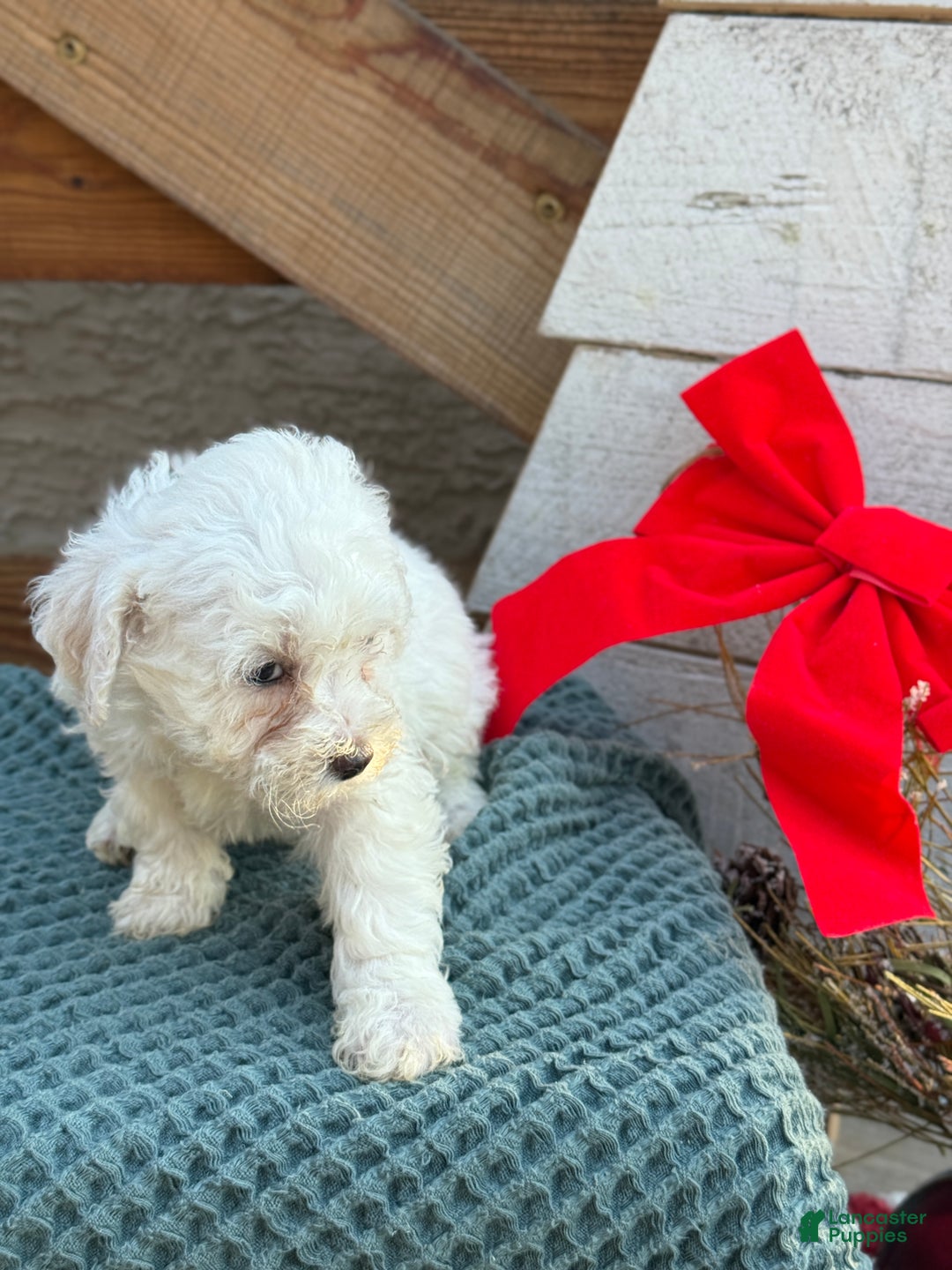 Bichpoo dogs for sale: Angel - Ad 7