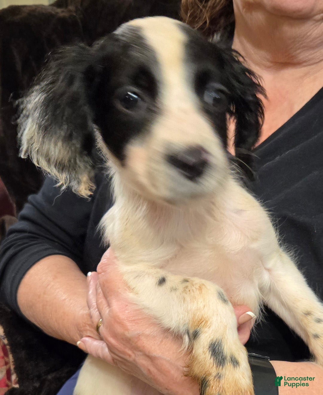 English Springer Spaniel dogs for sale: Marvin - Ad 2