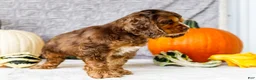 Cocker Spaniel dogs for sale: Polly - Ad 26
