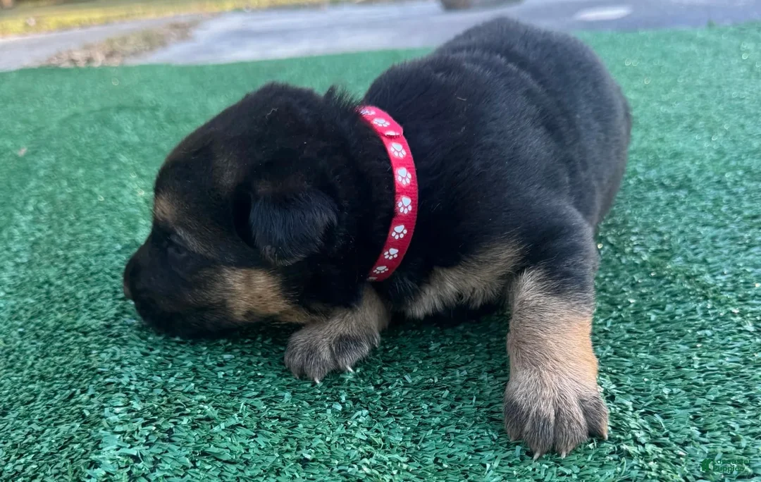 German Shepherd dogs for sale: German Shepherd red - Ad 1