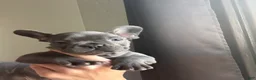 French Bulldog dogs for sale: Blaze - Ad 3