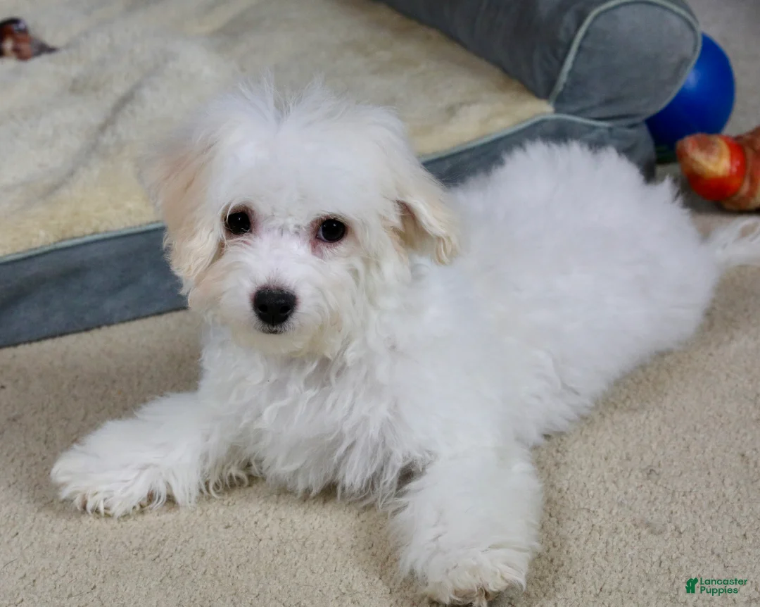 Teddy Bear dogs for sale: Dasher - Ad 8