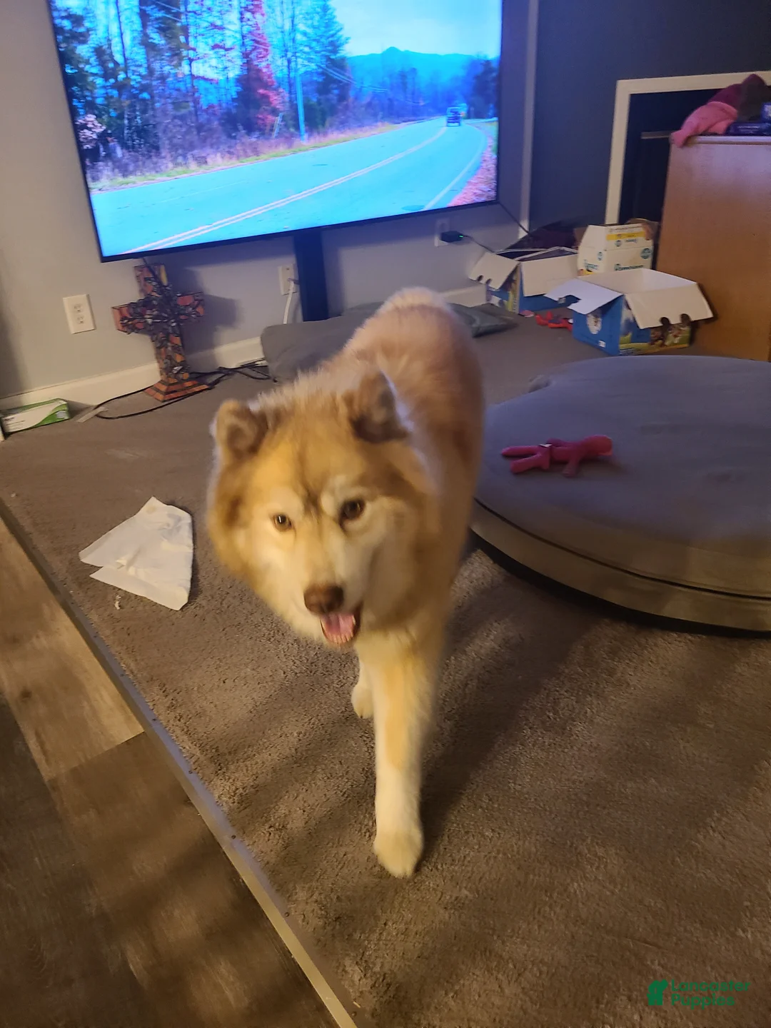 Mixed Breed dogs for sale: Mixed Breed Puppy 2 - Ad 5