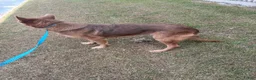 German Shepherd dogs for sale: White bow - Ad 2