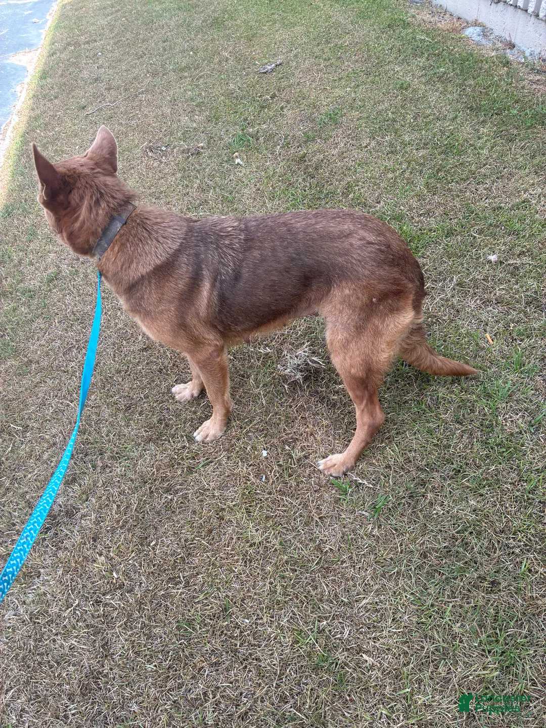 German Shepherd dogs for sale: White bow - Ad 2