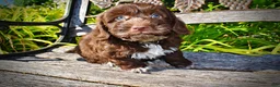 Havapoo dogs for sale: Coco - Ad 7