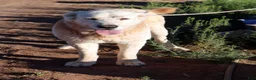 Central Asian Shepherd dogs for sale: Naomi - Ad 7