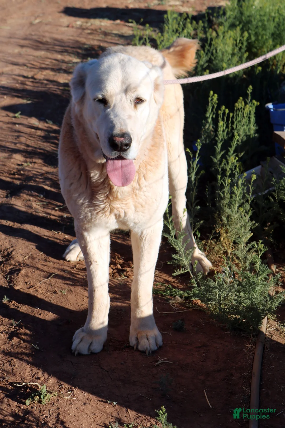 Central Asian Shepherd dogs for sale: Naomi - Ad 7