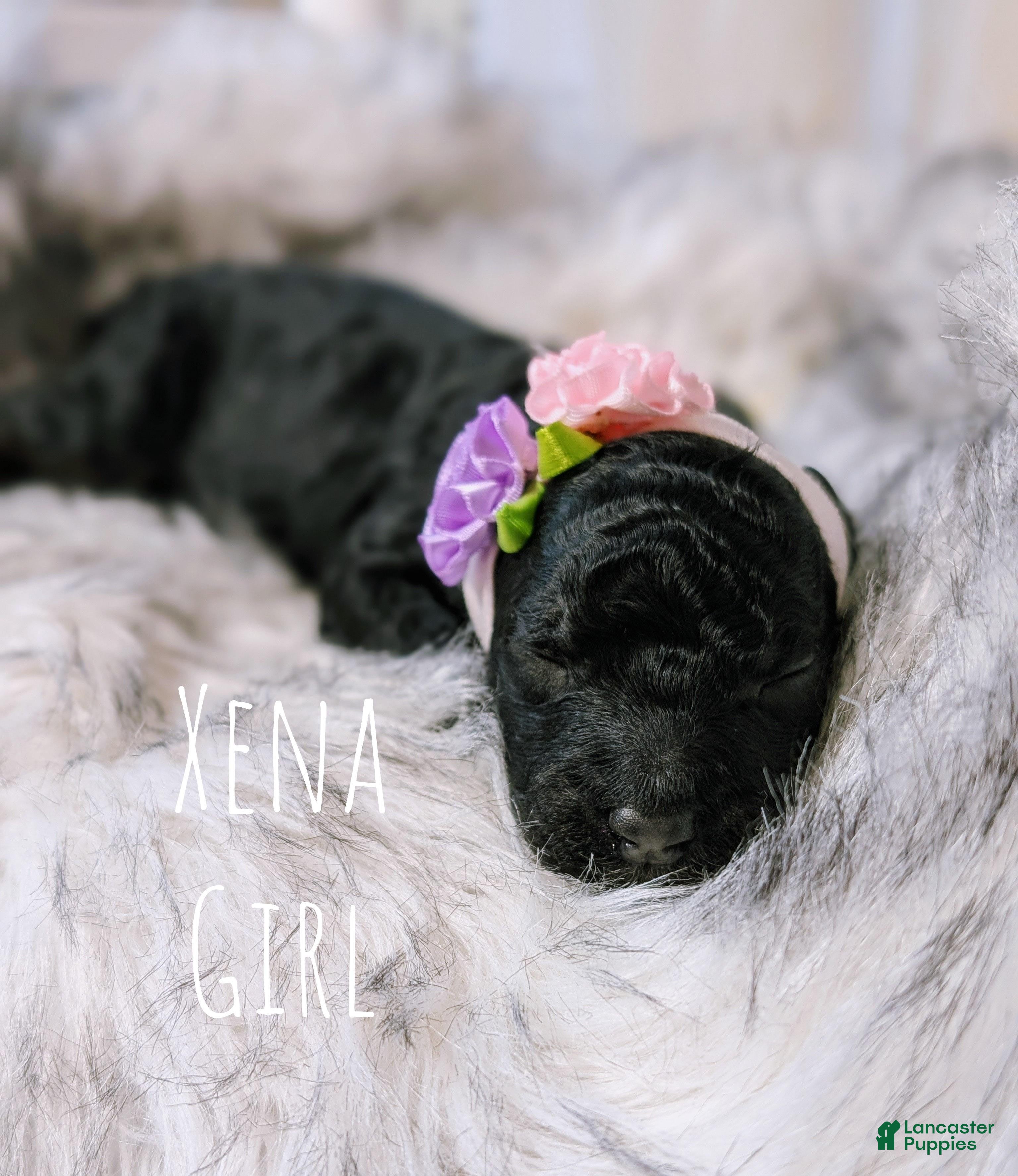 Mixed Breed dogs XENA - Ad 13