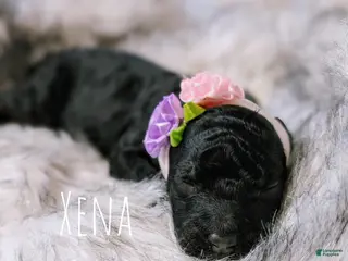 Mixed Breed dogs XENA - Ad 13