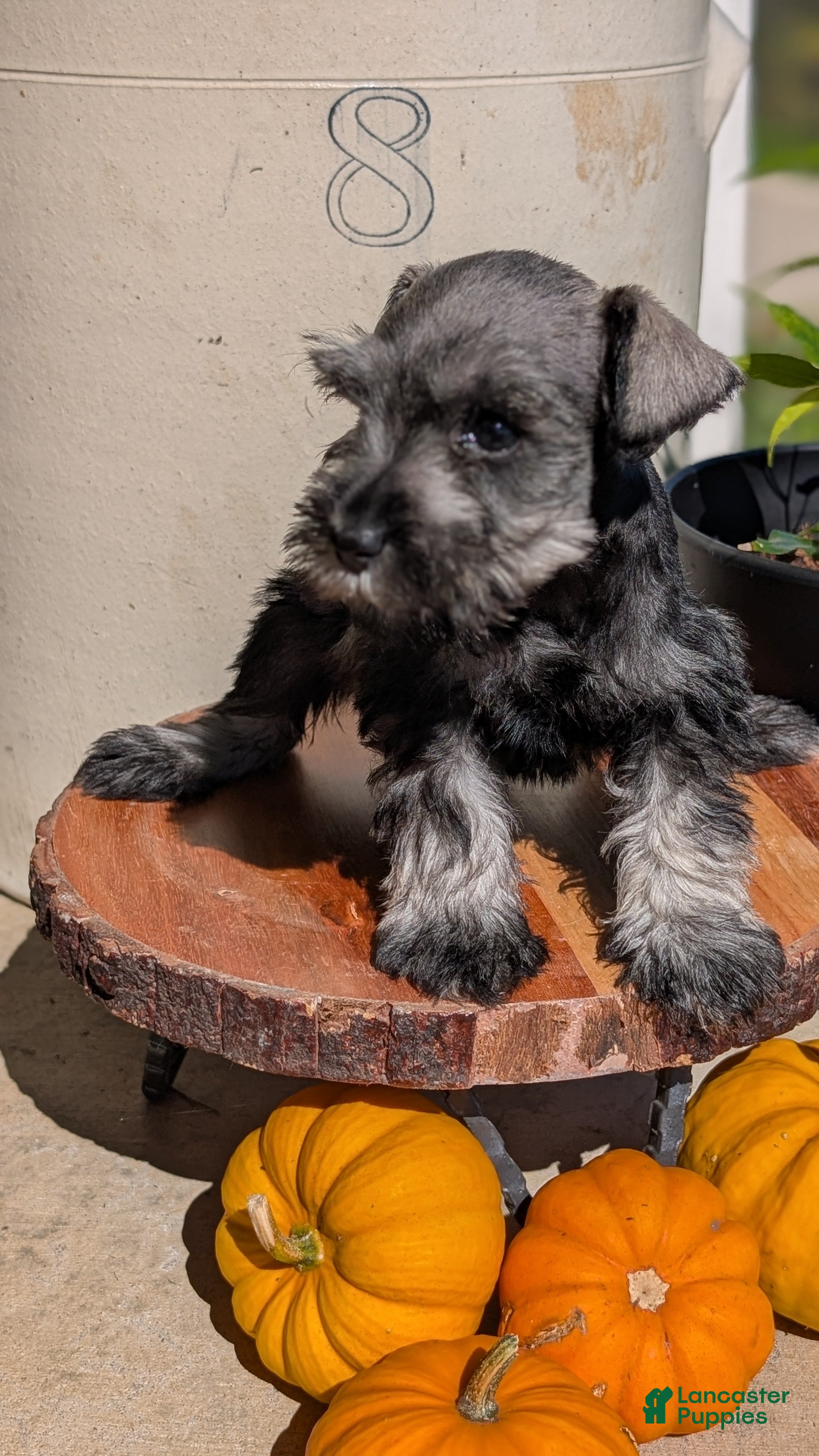 Miniature Schnauzer dogs Casey - Ad 2