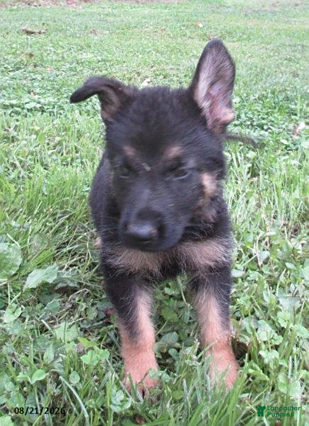 German Shepherd dogs for sale: Maple - Ad 1