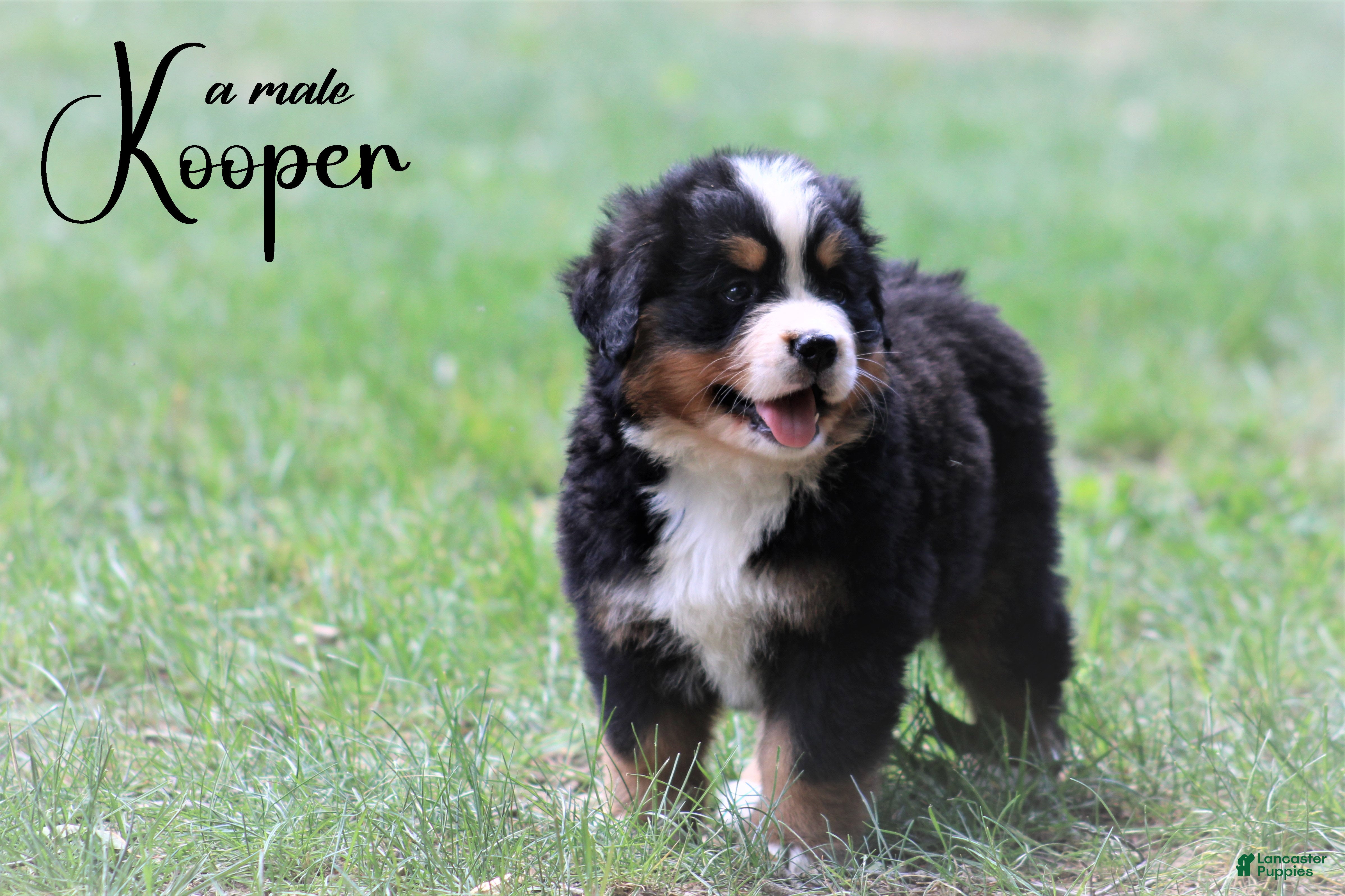 Bernese Mountain Dog dogs Bernese Mountain Dog 1 - Ad 27