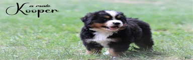 Bernese Mountain Dog 1